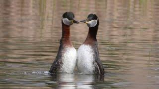 Perkozy rdzawoszyje - głos i zachowania godowe / Red-necked grebes - voice and mating behaviour