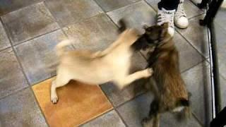 UFC Dog Championships