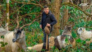 Goat Love - Shepherding in the Forest | Documentary ▫️4K▫️