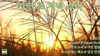 자연 초 저녁 소리the sound of early evening nature