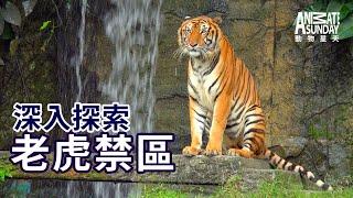 動物星天頻道 EP9《深入探索：老虎禁區》搶先看