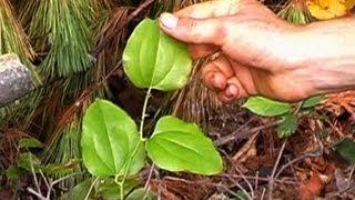 FREE FOOD AND MEDICINE_ learn the wild plants outside your door !