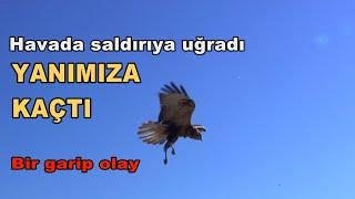 Gökyüzünde gergin anlar/DİĞER ŞAHİNLER SALDIRINCA BİZE SIĞINDI