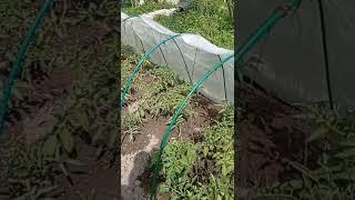 Начала про ОГОРОД, а ЗАКОНЧИЛА... /Из города в деревню/Мои деревенские будни #деревенскаяжизнь