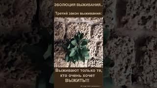 Эволюция ВЫЖИВАНИЯ