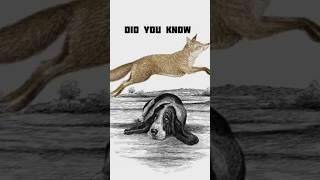 The quick brown fox jumps over the lazy dog uses every letter in the English language.
