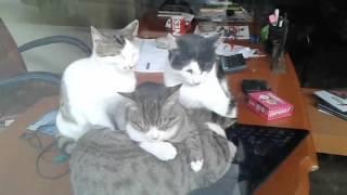 Cats Are Heating On Laptop