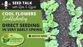 Seed Talk #20 - Cool Flowers Troubleshooting - Direct Seeding in Very Early Spring