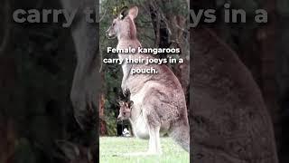 7 Amazing Facts About Kangaroos #kangaroos #facts #australia  #wildlife#animals  #funfacts #kids