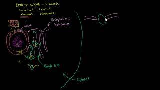 Endoplasmic reticulum and Golgi bodies | Biology | Khan Academy Hebrew