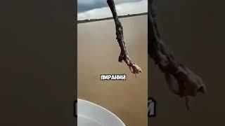 Необычный способ рыбалки на куриную ножку #новости #истории #shorts