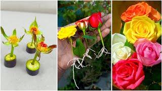 How to grow rose plant 3 different color from cuttings || Easy propagation method for gardening