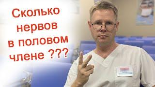 Сколько нервов в половом члене? / Доктор Черепанов