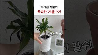 겨울엔 딱 이렇게만 해주세요!! #식물키우기 #월동준비 #월동 #plants