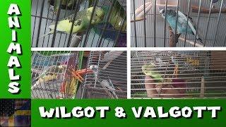 TDG Animals - Wilgot träffar Valgott