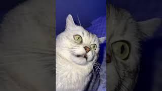 Cats can talk.#shortvideo #funny #petschannel#petchannel#yourcar#funnycats#cat