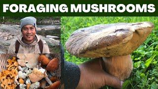 FORAGING WILD MUSHROOMS!!! CHANTERELLES! FUNGHI PORCINI!!! SHEEP POLYPORE, MATSUTAKE, ETC.