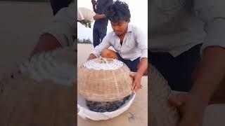 Tortillas  baby's  #tortoise #baby #beach #pavan_bunga #fishing #likes #trending #instagram #viral