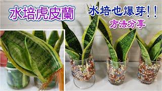 水培虎皮蘭~生根、爆芽全分享，60天療愈生長日記|how to grow snake plant in water