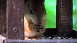 Белки Измайловского парка Москвы / Moscow Squirrels