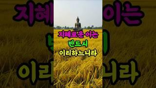 지혜로운 사람은 반드시 이렇게 하느니라 #부처님말씀 #지혜 #삶의지혜 #불교명언 #인생조언