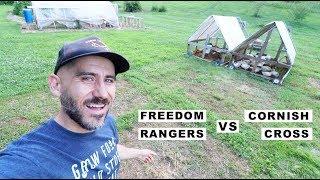 Who EATS the MOST GRASS? (freedom rangers vs Cornish Cross) VLOG