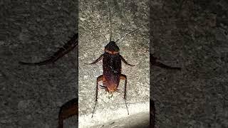 Dancing cockroaches#insects #cockroach