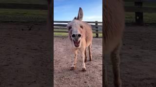 Amazing donkey sounds #animals_rise #safari #beautifulbird #animalslovers #zoo