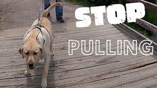 Stop Your Dog from Pulling on the Leash -  Loose Leash Walking