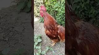 best rooster sound