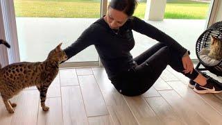 Loving On My Sweet Savannah Cats! #cats #cute