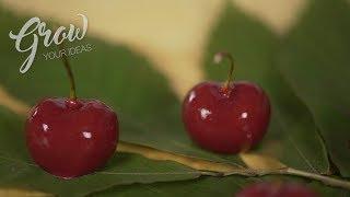 [RECIPE Les vergers Boiron] Chocolate morello cherries