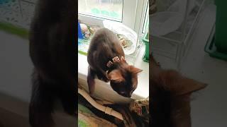 Кто такая прекрасная восточная или египетская принцесса?  #кошаки #cats #kitten  #коричневый