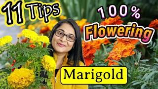 MARIGOLD COMPLETE PLANT CARE TIPS TO MAKE BUSHY & FLOWERING/marigold plant / GENDA PLANT #marigold