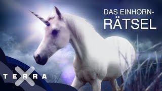 Woher stammt der Einhorn-Mythos? | Terra X