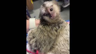 Common Marmoset Monkey Facts from a Vet