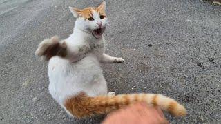 Wild and Psycho Orange Cat goes Crazy when I Touch him.