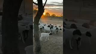 commercial dorper sheep production in Masvingo