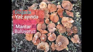 Doğada Yaz Ayında Mantar Arama #mantar #çıntar #kanlıca