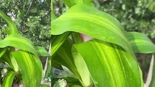 Lucky Brazil Wood Potted Plant, Healthy Indoor Live Lucky Brazilian Plant for Living Room