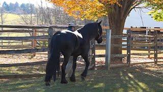 For Sale: A Day in the Life of Renata ISF (2021 KFPS Friesian mare by Teade 392)