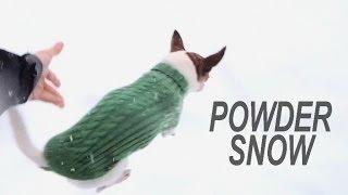 Why chihuahuas don't run on the snow?