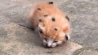 小猫爬在地上，一动不动，浑身爬满苍蝇！The kitten crawled on the ground, motionless, covered in flies all over its body!