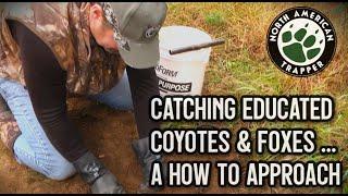 CATCHING EDUCATED COYOTES AND FOXES....A HOW TO APPROACH