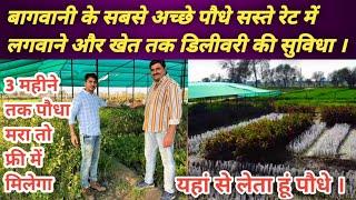 100% orginal fruits plants || नर्सरी से पौधे लेने से पहले किन बातों का ध्यान रखना है ज़रूरी ||