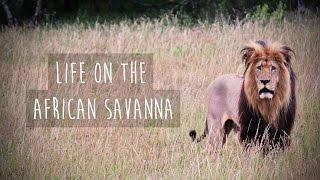 Life on the African Savanna