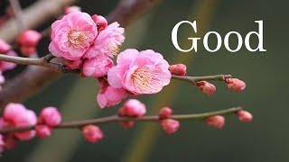 매화꽃 (Plum Blossom)