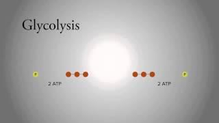 Glycolysis