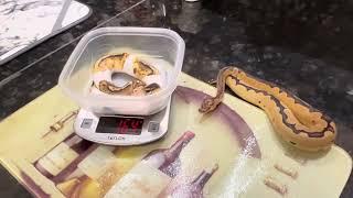 Pied/Clown ball pythons weigh in:#ballpython #reptiles #animals #snake  #bloodpython