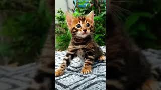 #pets #cat #cute